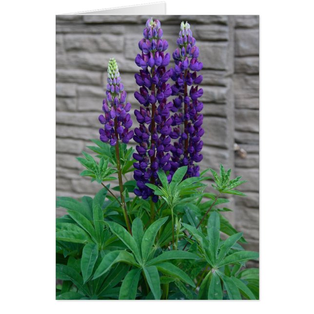 Paarse Lupine Flowers (Voorkant)