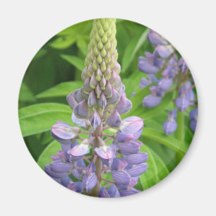 Paarse Lupine Flowers Magnet