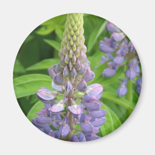 Paarse Lupine Flowers Magnet (Voorkant)