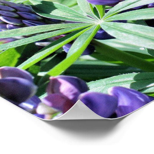 Paarse Lupine Flowers Poster (Hoek)
