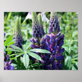 Paarse Lupine Flowers Poster (Voorkant)