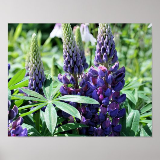 Paarse Lupine Flowers Poster (Voorkant)