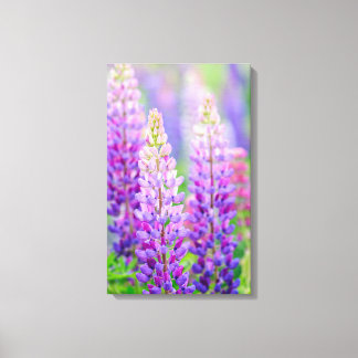 Paarse Lupine Gewikkeld Canvas Afdruk