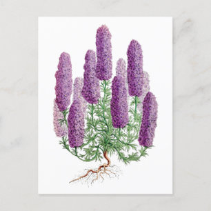 Paarse Lupine Vintage Botanische Ansichtkaart Briefkaart