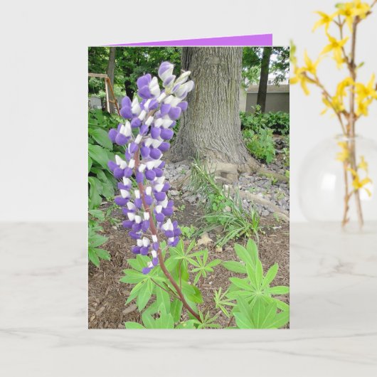 Paarse Lupinen blanco Kaart (Gele Bloem)