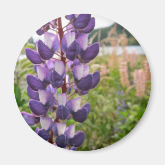 Paarse lupinen magneet