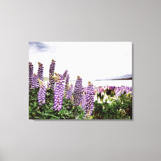 Paarse Lupins Flowers : Nieuw-Zeeland Canvas (Voorkant)