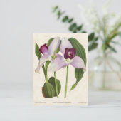 Paarse Lycaste Orchidee Vintage Botanisch Briefkaart (Staand voorkant)