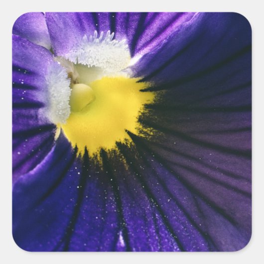 Paarse macrofoto's van stroomafnemers vierkante sticker (Voorkant)