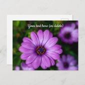 Paarse Madeliefjes Bloem Ansichtkaart Briefkaart (Voorkant / Achterkant)