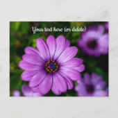 Paarse Madeliefjes Bloem Ansichtkaart Briefkaart (Voorkant)