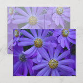 Paarse madeliefjes - Briefkaart #1 (Voorkant / Achterkant)