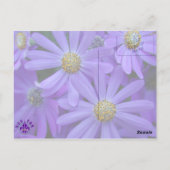 Paarse madeliefjes - Briefkaart #1 (Achterkant)