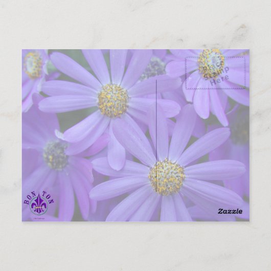 Paarse madeliefjes - Briefkaart #1 (Achterkant)