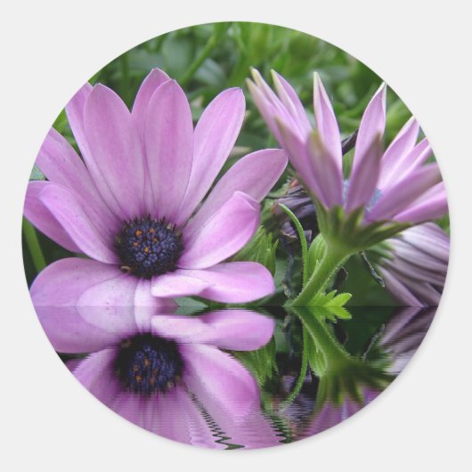 paarse madeliefjes ronde sticker (Voorkant)