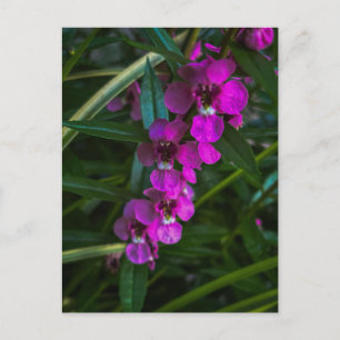 Paarse Magenta Bloemen Tussen Groene Bladeren Briefkaart