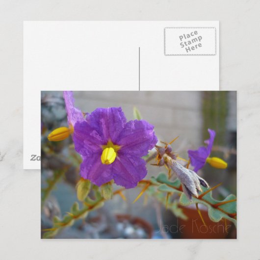 Paarse Maggie Products Briefkaart (Voorkant / Achterkant)