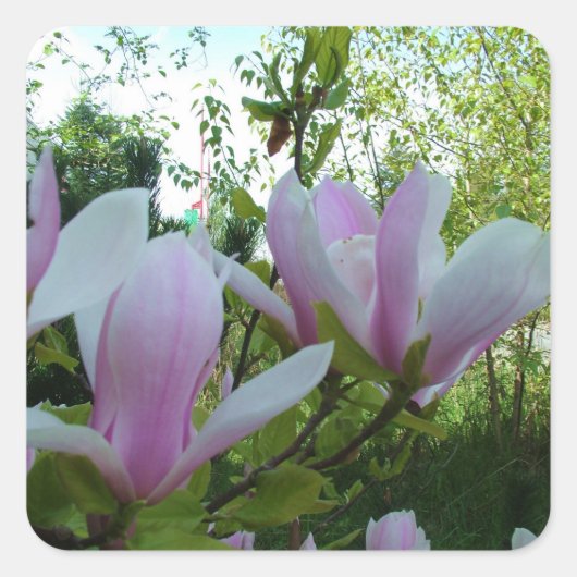 paarse magnolibloemen met bronlicht vierkante sticker (Voorkant)
