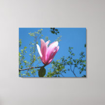 paarse magnoliebloem in de blauwe lucht.