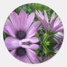 paarse margriet bloemen