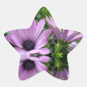 paarse margriet bloemen ster sticker