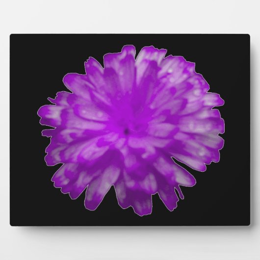 Paarse Marigold Plaque Fotoplaat (Voorkant)