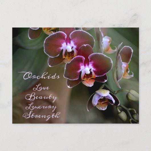 Paarse Maroon Orchidee Bloemen Fotografische Bloem Briefkaart (Voorkant)