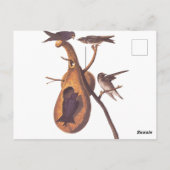 Paarse Martin Audubon Birds met Gourd Home Briefkaart (Achterkant)