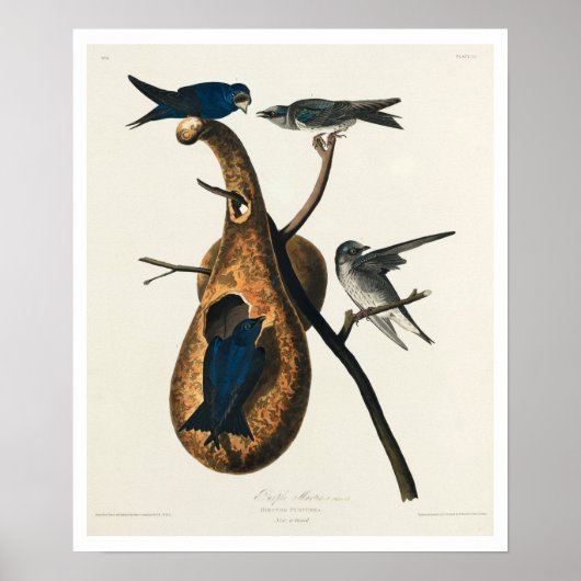 Paarse Martin door het Poster Audubon (Voorkant)