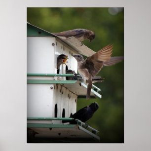 Paarse Martin Family Poster