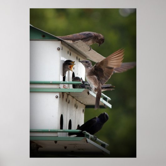 Paarse Martin Family Poster (Voorkant)