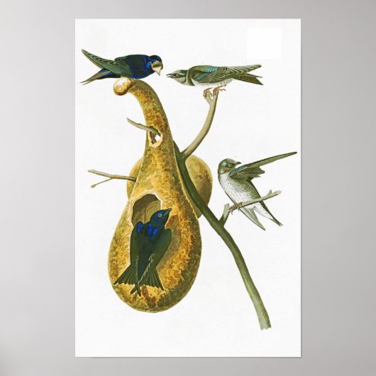 Paarse Martin John James Audubon Birds of America Poster (Voorkant)