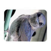 Paarse Martin Magneet (Horizontaal)