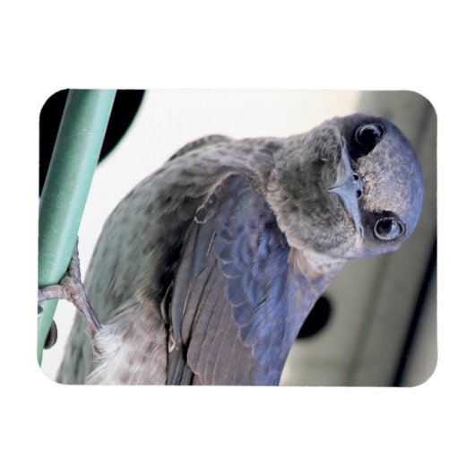 Paarse Martin Magneet (Horizontaal)