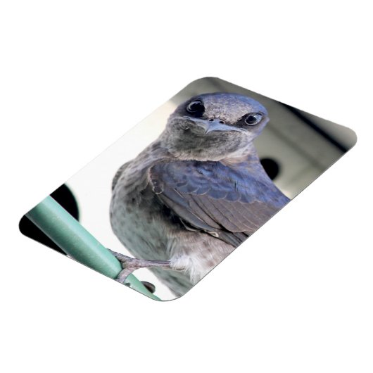 Paarse Martin Magneet (Linkerzijde)