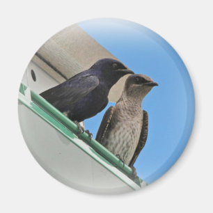 Paarse Martin Mates Magneet