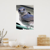 Paarse Martin Poster (Keuken)