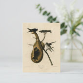 Paarse Martin uit Audubon's Birds of America Briefkaart (Staand voorkant)