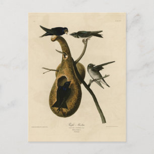 Paarse Martin uit Audubon's Birds of America Briefkaart