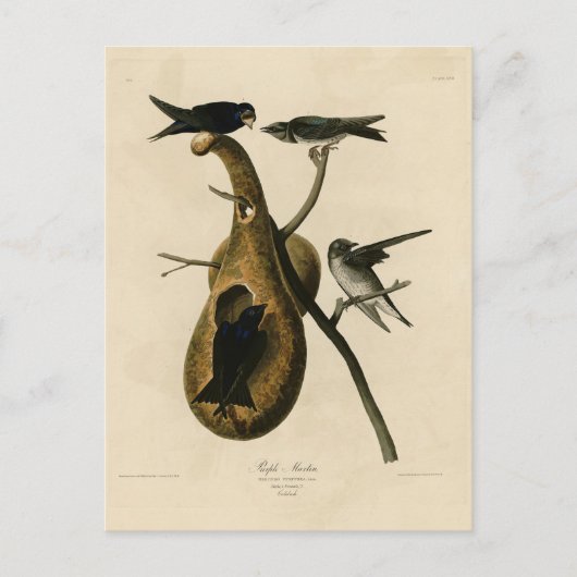 Paarse Martin uit Audubon's Birds of America Briefkaart (Voorkant)