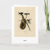 Paarse Martin uit Audubon's Birds of America Kaart (Achterkant)