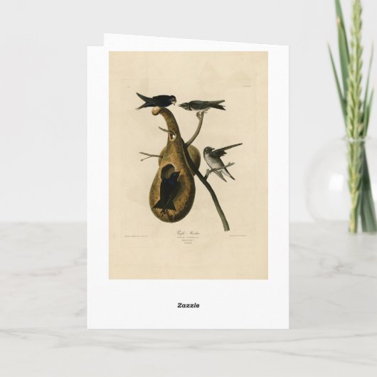 Paarse Martin uit Audubon's Birds of America Kaart (Achterkant)