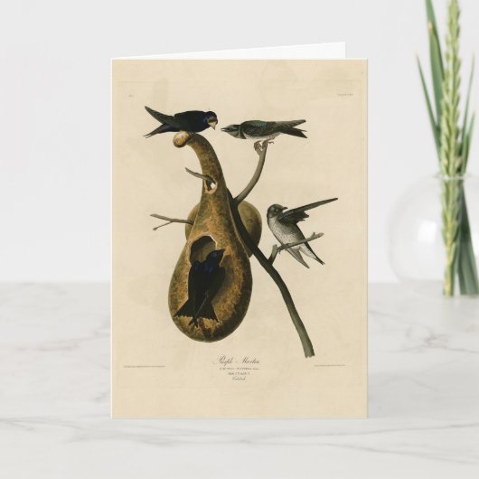 Paarse Martin uit Audubon's Birds of America Kaart (Voorkant)