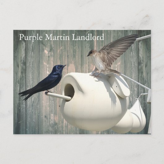 Paarse Martin verhuurder Natuur Swallow Bird kaleb Briefkaart (Voorkant)