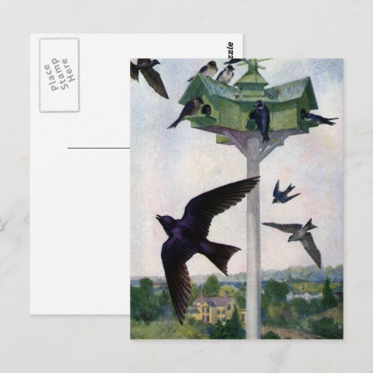 Paarse Martins en hun geboorteland Briefkaart (Voorkant / Achterkant)