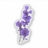 Paarse Mealycup Salie Bloem Sticker (Voorkant)