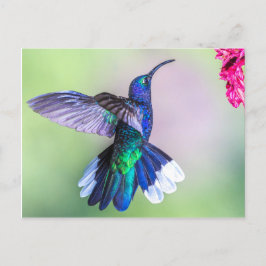 Paarse mensvogel in een Graceful Pose Briefkaart
