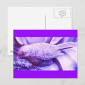 Paarse met de wettelijke status briefkaart (Voorkant / Achterkant)