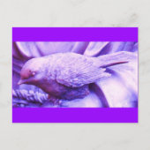 Paarse met de wettelijke status briefkaart (Voorkant)