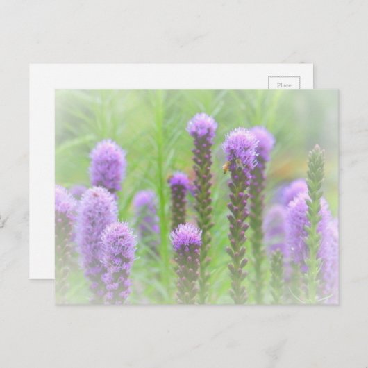 Paarse met een rijpingskop briefkaart (Voorkant / Achterkant)